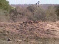 The Battle At Kruger