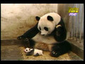 Sneezing panda
