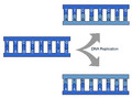 DNA replication