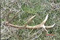 Mossy Oak - Elk Sheds An Antler