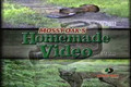 Mossy Oak - Grey Fox In Birdbath