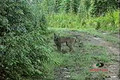 Mossy Oak - Lynx In The Wild