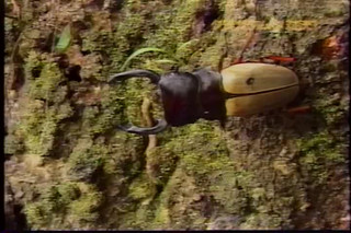 Beetle VS Stag beetle