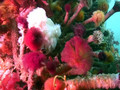 Scuba Dive Edmonds Underwater Park