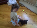 yorkie puppy plays with toys