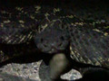 Crotalus cerberus (Arizona Black Rattlesnake)