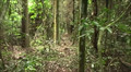 Trip to Mayomba Rain forest (Divx)