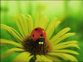 Minuscule - ladybug