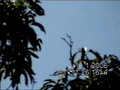 UFO - Mothership - Vertical Gravity Stretch with Orbs - Mexico