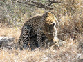 Leopards Mating