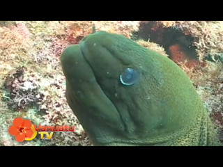 Vanuatu : Scuba Diving