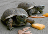 mom's tortoises