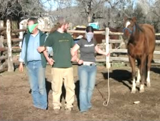 Equine Assisted Learning & Mental Health