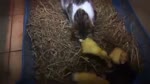 This Mom Cat adopted a baby duck. The duck disagrees