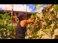 Garden Girl TV: Harvest Part Three