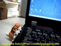 Humping Dog USB Pen Drive Video 