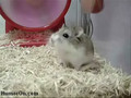 Fast hamster