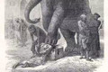 05 Elephants