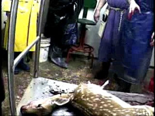 Deer Slaughter