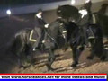 Friesian Horses in Action Apassionata_Broadway_Friesians