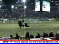 Friesian Horses in Action Friesian_stallion_Jasper_366_Dressage