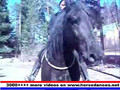Friesian Horses in Action Friesian_Tjerk_-_going_brideless