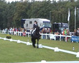 Friesian Horses in Action Tietse 428 Kootwijk 2006