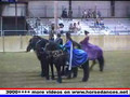 Friesian Horses in Action NE_Friesian_Horse_Club_-_Medieval_Drill_Team_July_30__2005