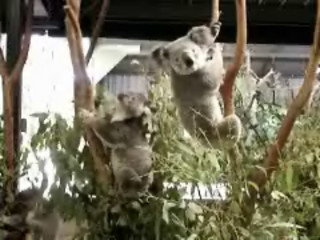 Pervert Koala Got Slap