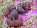 Hamster Babies - Day 5