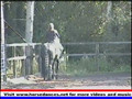 Friesian Horses in Action Z2-test