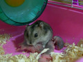 Hamster Babies