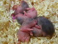 Hamster Babies - Day 6