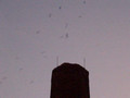 CHIMNEY SWIFT BIRDS ready to roost #2