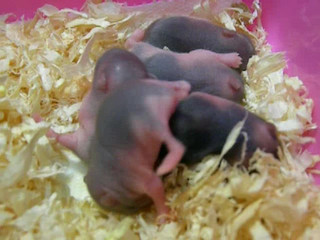 Hamster Babies - Day 7