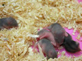 Hamsters Babies - Day 8