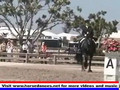 Friesian Horses in Action 2005 Zada WEF Dressage Classic Belinda Nairn-Wertman & Goffert369