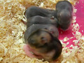 Hamster Babies - Day 9