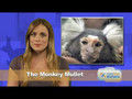 Funny Pet News #7 Winner Wiener, Monkey Mullet, Horse Testis