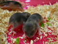 Hamster Babeis - Day 10
