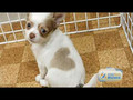 Funny Pet News #8 - Dog with a Heart On, Double Nose Dog