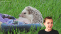 New Findings - Hedgehogs