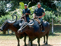 Brazil Police on buffalos?