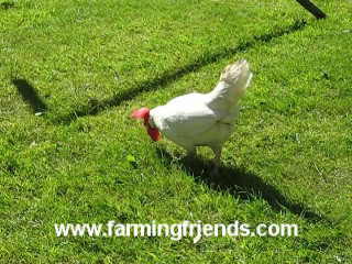 Hatty The Hen By Farming Friends.wmv