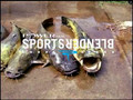 SportsBlender Presents: The "Wild"
