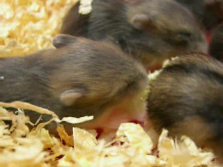 Hamster Babies - Day 12
