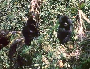 Wild Kindom - Reunion With The Gorillas