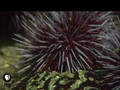JEAN-MICHEL COUSTEAU: OCEAN ADVENTURES | Kelp Forest | PBS