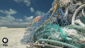 JEAN-MICHEL COUSTEAU: OCEAN ADVENTURES |  Albatross | PBS