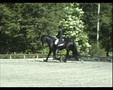 Iron Spring Farm Stallion Presentation Winand Frisian (gaits)
